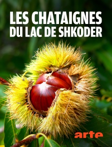 Arte - Les châtaignes du lac de Shkodër au Monténégro