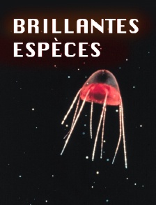 Brillantes espèces