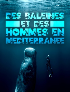 Des baleines et des hommes en Méditerranée