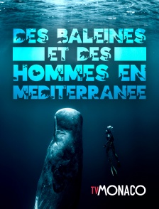 Des baleines et des hommes en Méditerranée