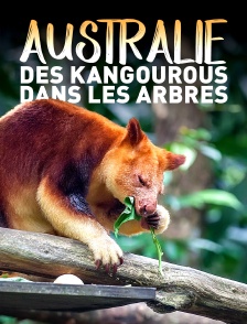 Australie : des kangourous dans les arbres
