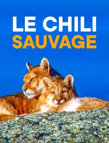 Le Chili sauvage