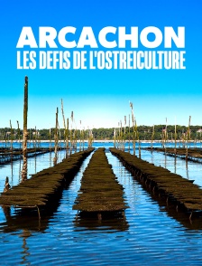 Arcachon : les défis de l'ostréiculture