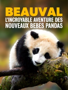 Beauval : l'incroyable aventure des nouveaux bébés pandas
