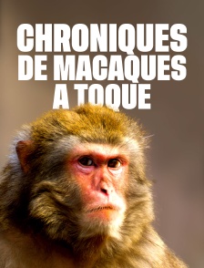 Chroniques de macaques à toque