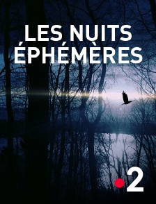 Les nuits éphémères