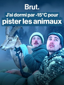 Avec le photographe des neiges sur les traces du roi de la montagne
