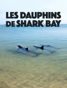 Les dauphins de Shark Bay
