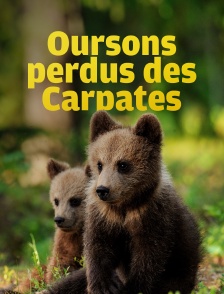 Oursons perdus des Carpates