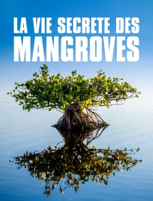 La vie secrète des mangroves