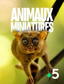 Animaux miniatures