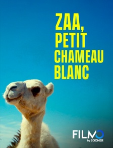 FilmoTV - Zaa, Petit Chameau blanc