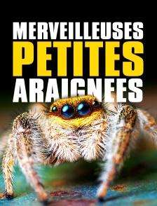Merveilleuses petites araignées