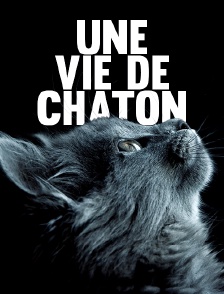 Une vie de chaton