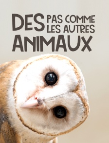 Des animaux pas comme les autres