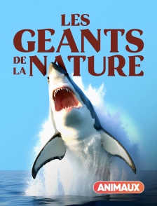 Les géants de la nature