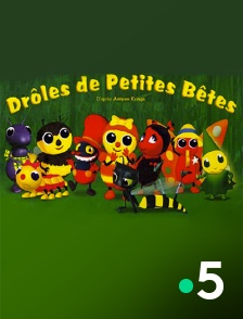 France 5 - Droles de petites bêtes