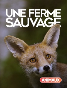 Une ferme sauvage