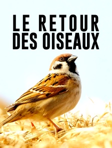 Le retour des oiseaux