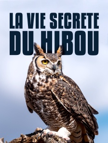 La vie secrète du hibou