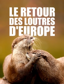 Le retour des loutres d'Europe