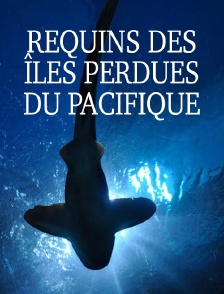 Requins des îles perdues du Pacifique