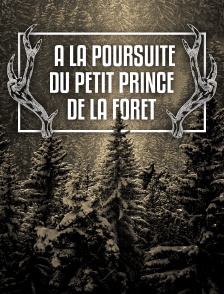 A la poursuite du petit prince de la forêt