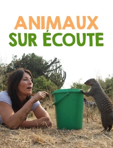 Animaux sur écoute