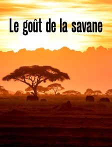 Le goût de la savane : Herbivores et carnivores, festins croisés