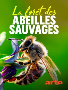 Arte - La forêt des abeilles sauvages
