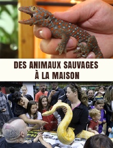 Des animaux sauvages à la maison
