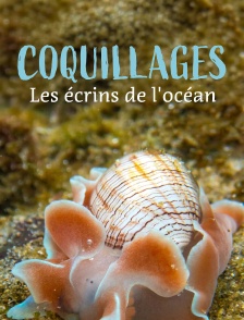 Coquillages, les écrins de l'océan