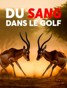 Du sang dans le golfe
