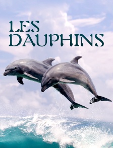 Les dauphins