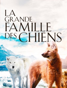 La grande famille des chiens