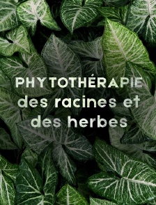 Phytothérapie, des racines et des herbes