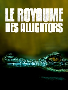 Le royaume des alligators