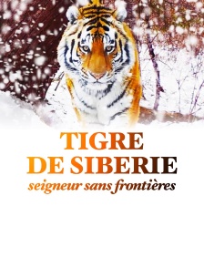 Tigre de Sibérie, seigneur sans frontières