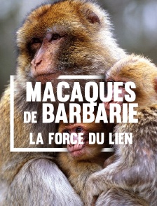 Macaques de Barbarie, la force du lien