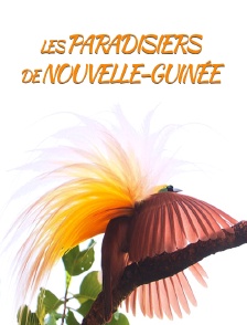 Les paradisiers de Nouvelle-Guinée