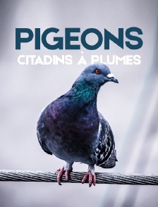 Pigeons, citadins à plumes
