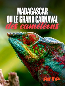 Arte - Madagascar ou le grand carnaval des caméléons