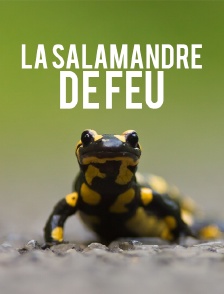 La salamandre de feu