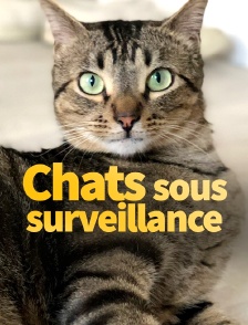 Chats sous surveillance