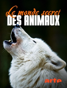 Arte - Le monde secret des animaux