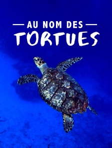 Au nom des tortues