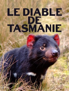 Le diable de Tasmanie