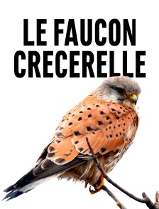 Le faucon crécerelle