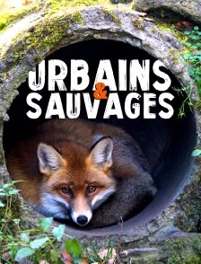 Urbains et sauvages : Les animaux de Hambourg