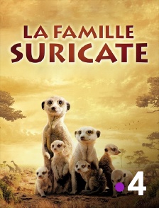 La famille Suricate